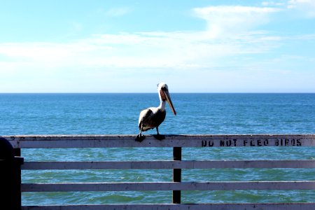 Pismo beach, United states, Bird photo