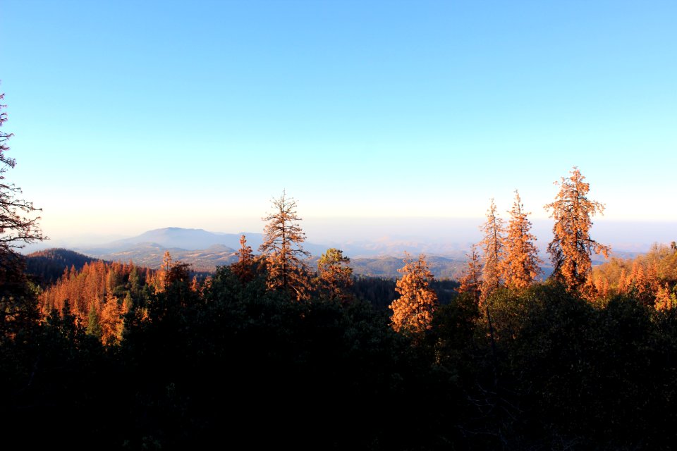 Sequoia national park, United states, Scape