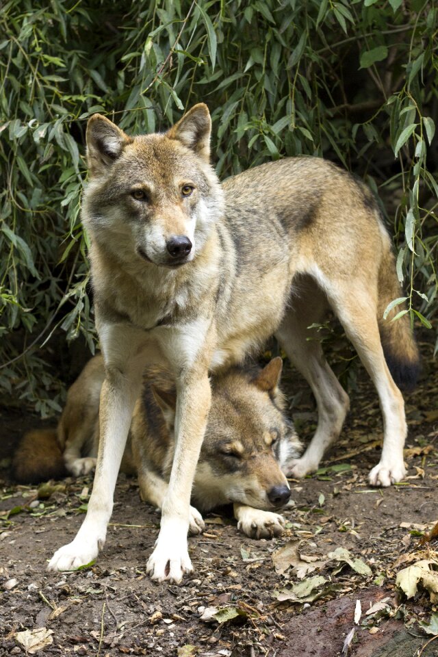 Predator pack two wolves