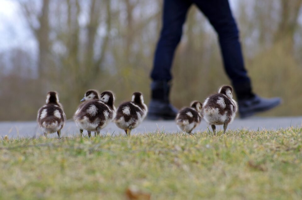 Water bird wild goose cute