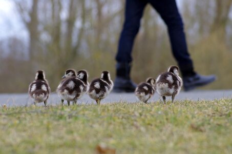 Water bird wild goose cute