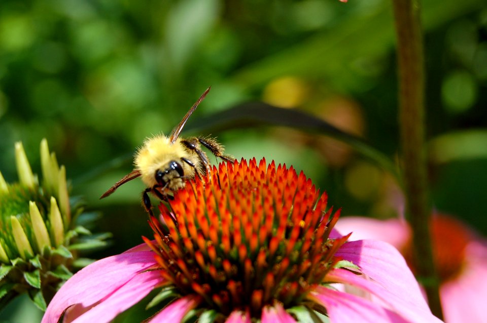 Lock haven, United states, Flower