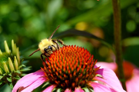 Lock haven, United states, Flower