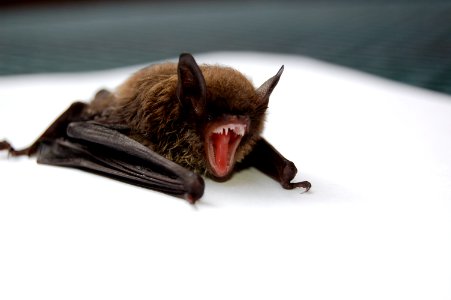 brown and black bat opening mouth photo
