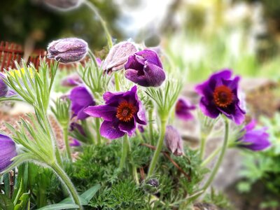 Spring 2 nature