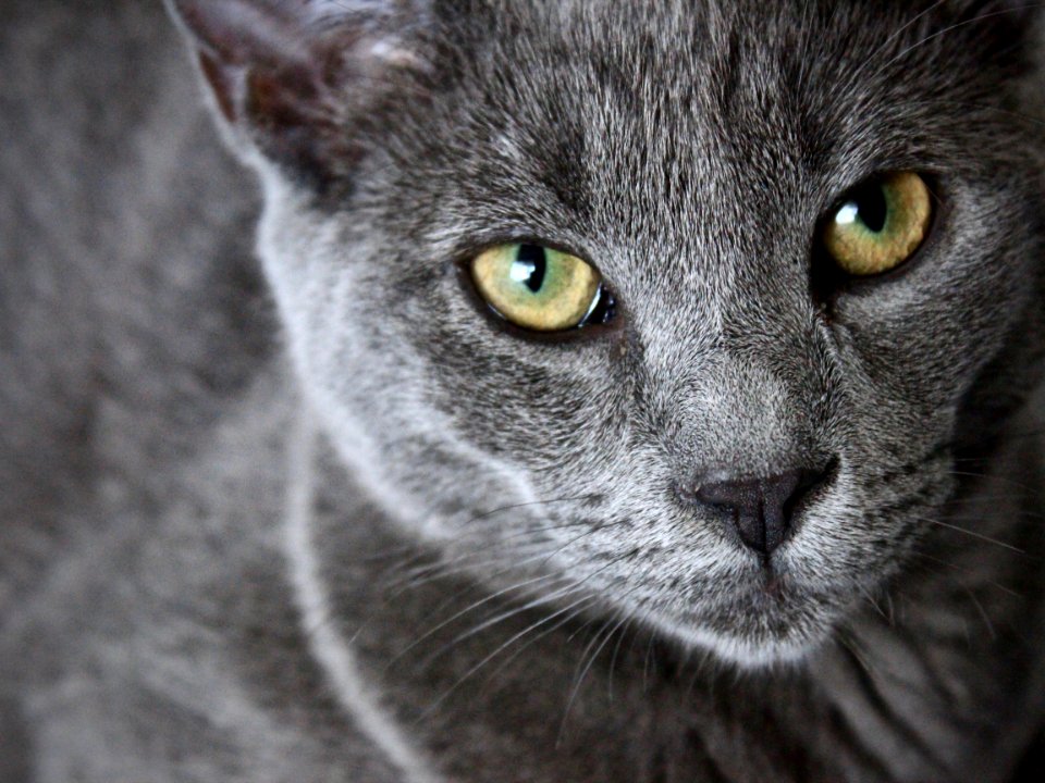 Close up, Pet, Portrait