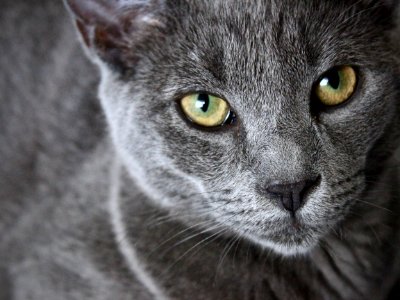 Close up, Pet, Portrait