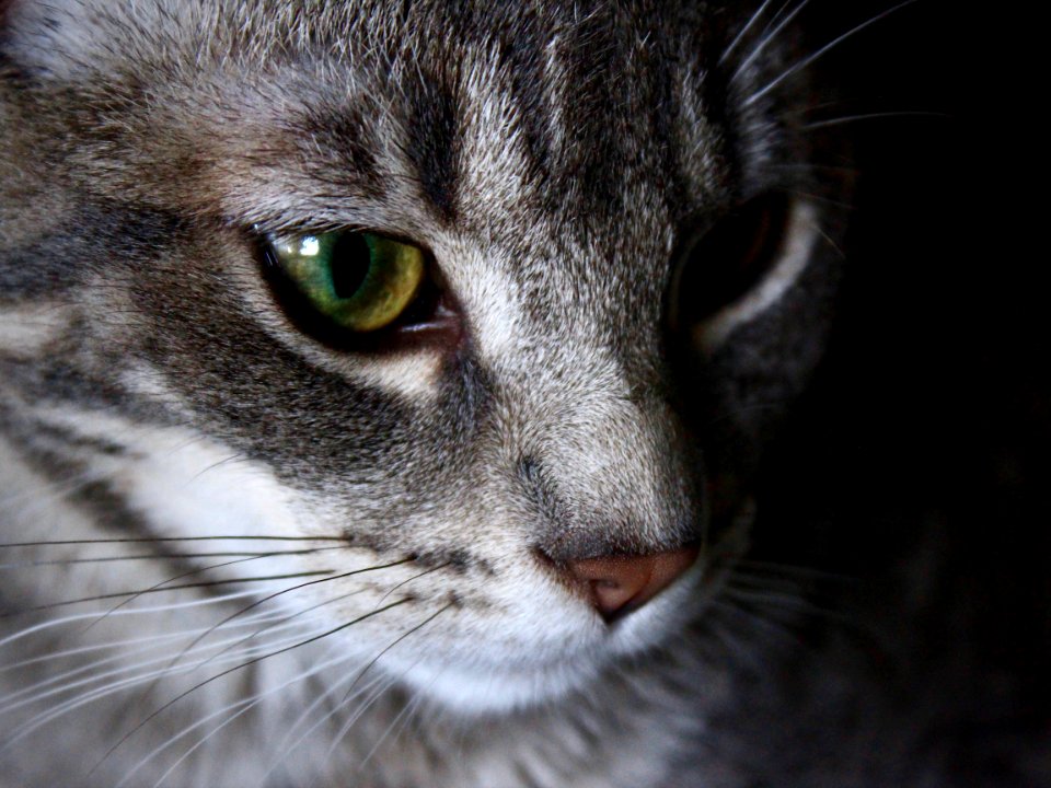 Green eyes, Pet, Close up photo