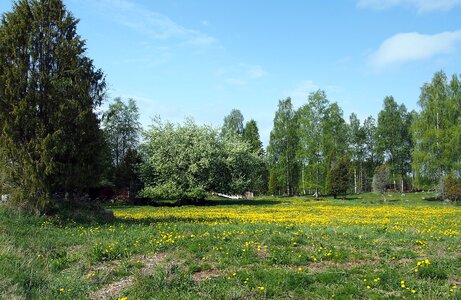 Nature yellow flowers bed