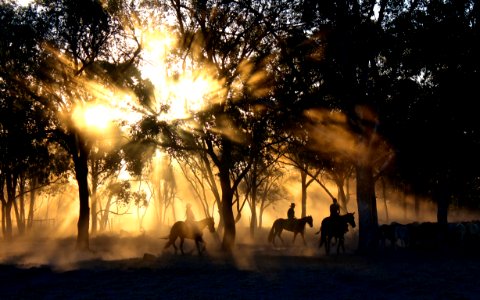 silhouette photography of horse riders on trees photo