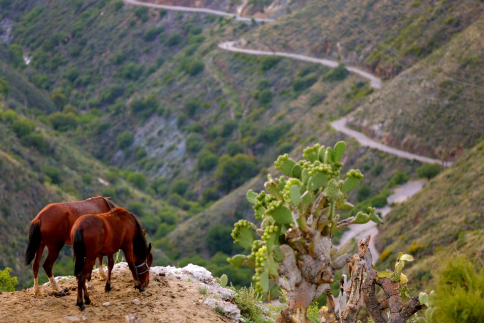 Nature, Real de catorce, Mexico