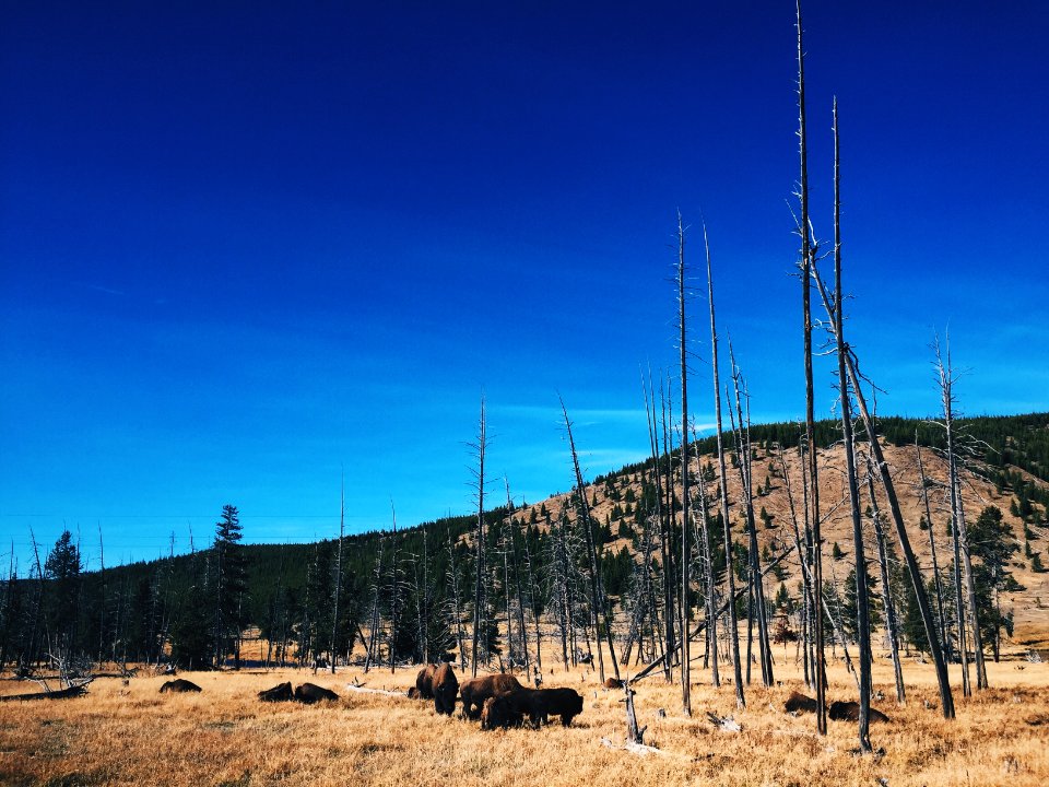 Yellowstone national park, United states, Wildlife