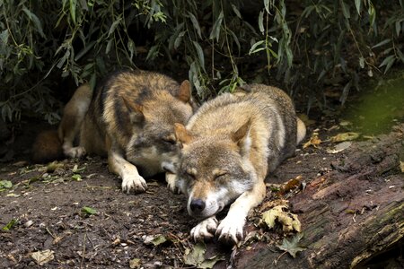 European wolf predator pack
