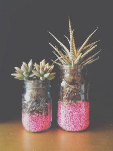 Plants, Pink, Mason jar photo