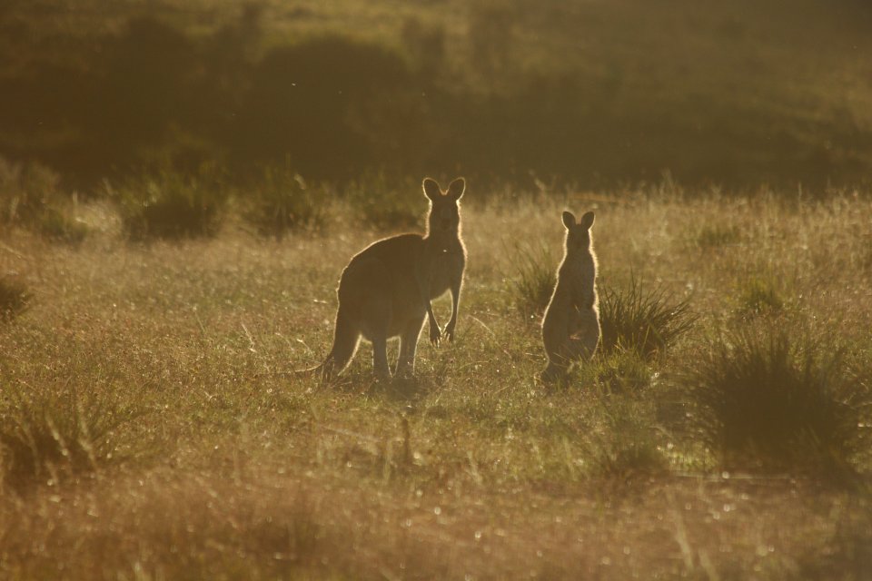 Grassl, Grass, Animals