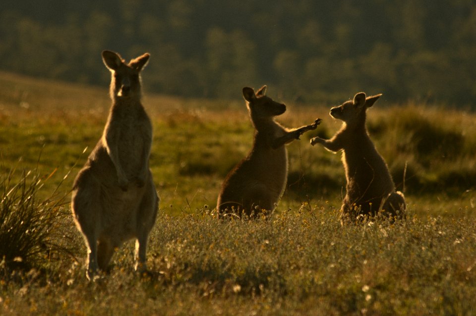 Animals, Animal, Fight