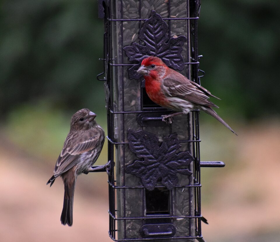 Sparrows birds bird feeder