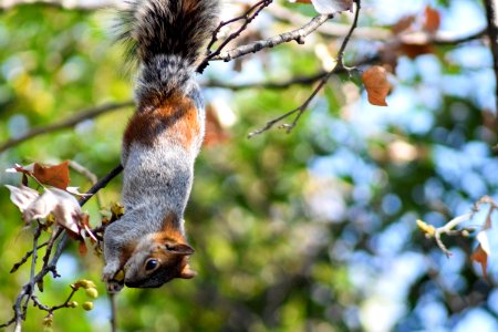 Tree, Nature, Animal