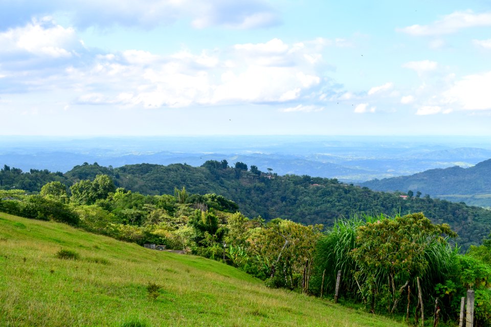 Green, Trees, Travel