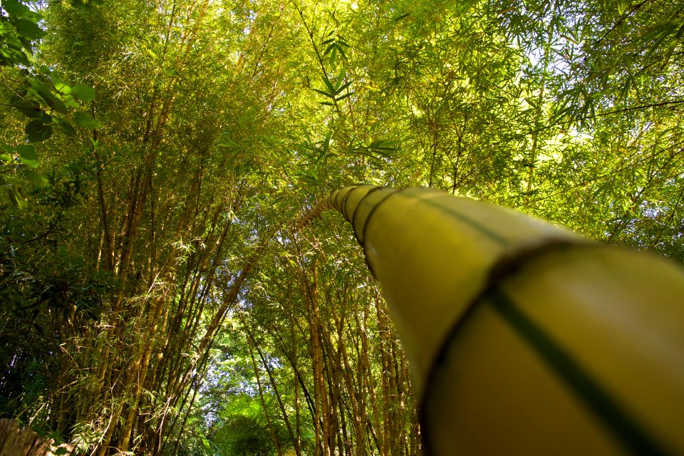 Forest, Nature, Bamboo