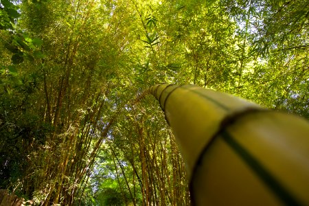 Forest, Nature, Bamboo photo