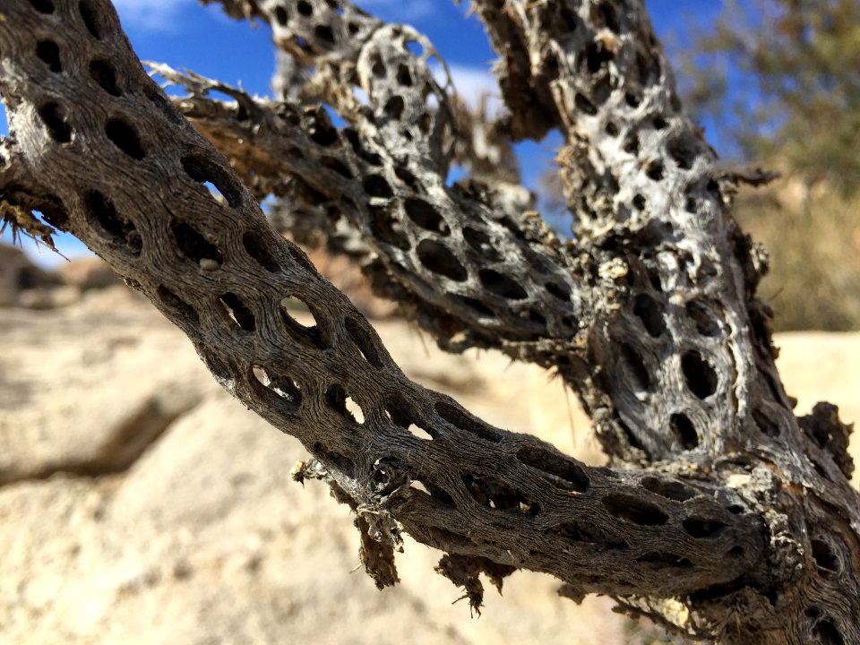 Barker dam nature trail, Twentynine palms, Ca 92277