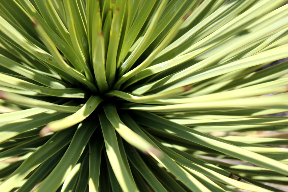 Black rock campground, Yucca valley, United states photo