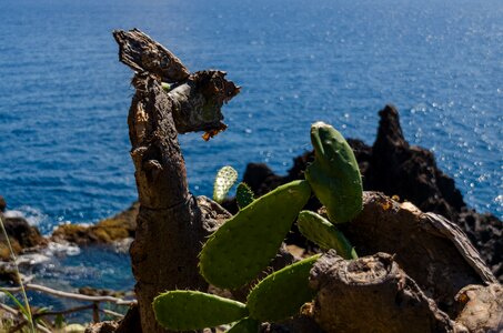 Atlantic atlantic ocean funchal photo