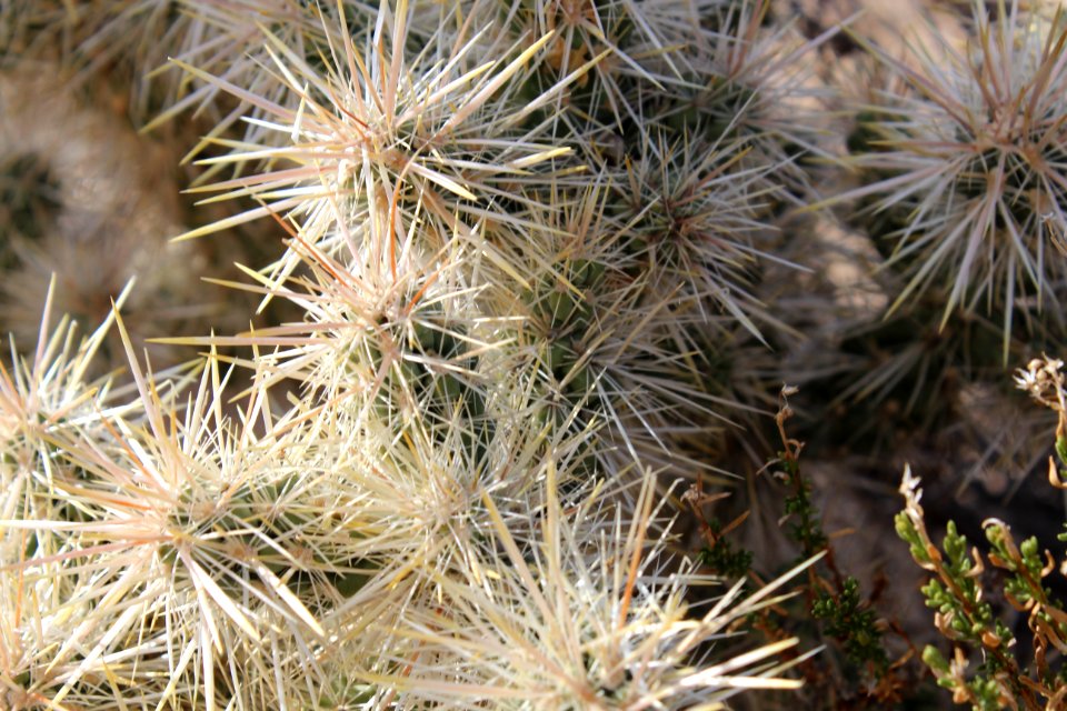 Barker dam nature trail, Twentynine palms, United states