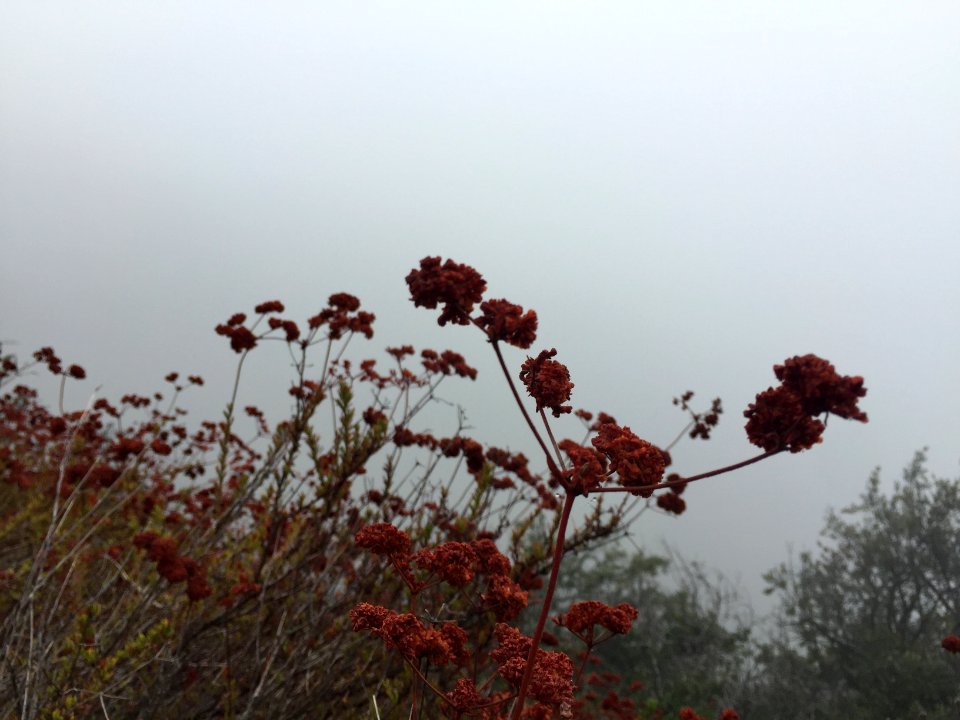 Freemount fuel break, Santa barbara, Ca 93105