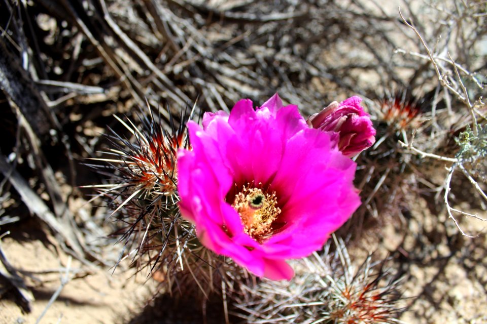 Joshua tree national park, United states, Thorns