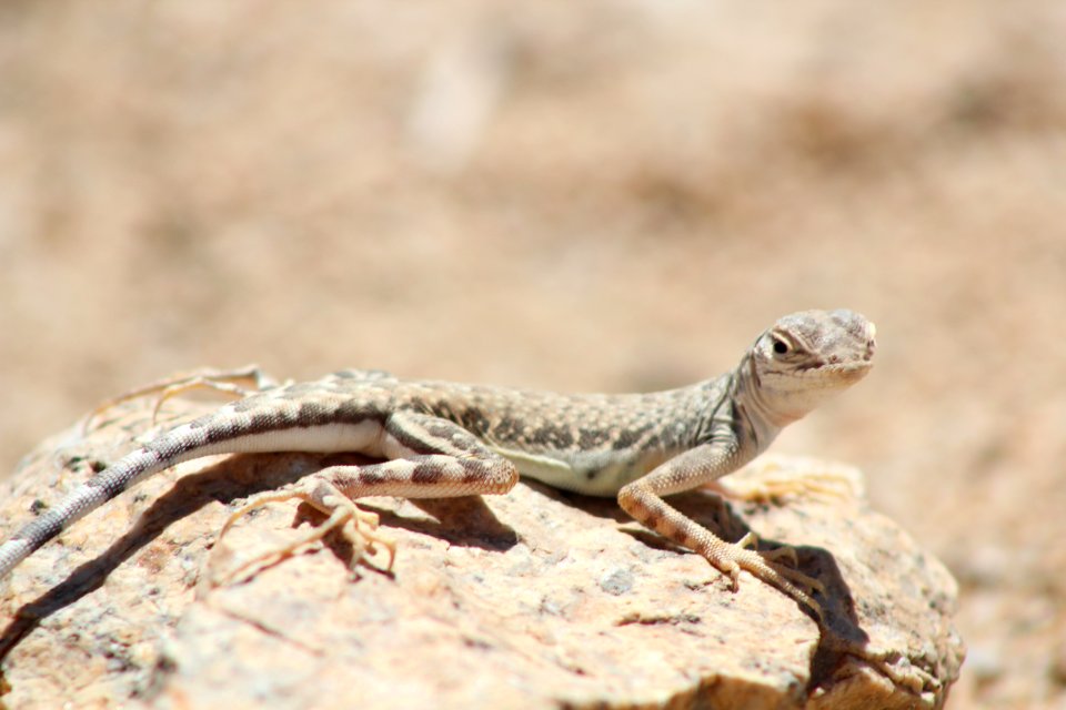 Joshua tree national park, United states, Desert photo