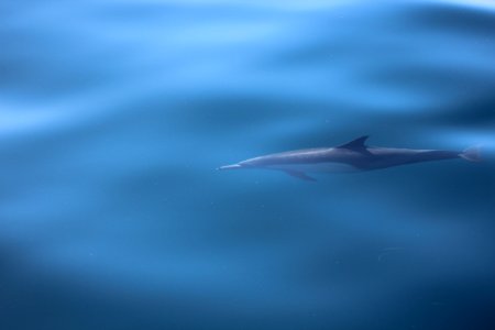 Santa barbara, United states, Dolphin photo