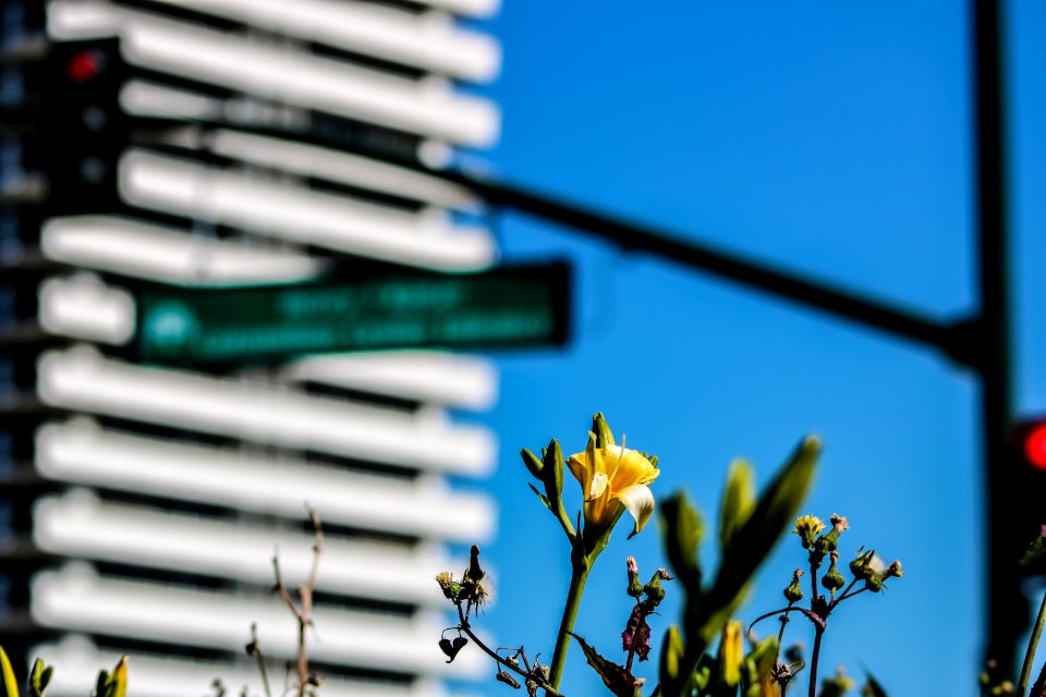 Lake merritt, Oakl, United states