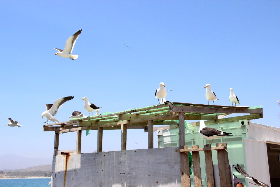 Chile, Pichidangui, Sea