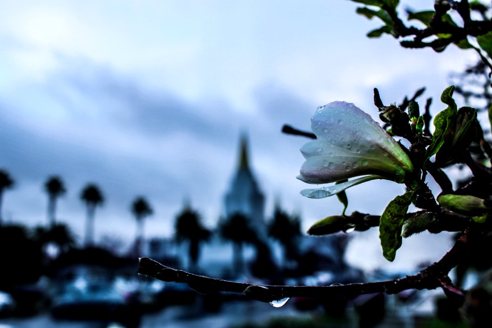 The church of jesus christ of latter day saints, Oakl, United states