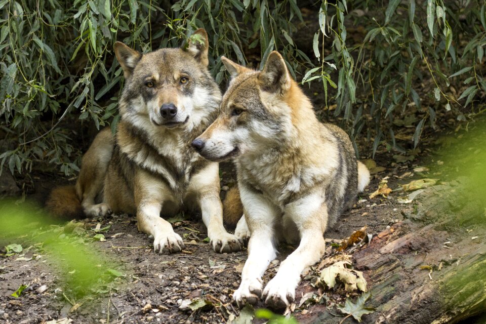 Predator pack two wolves
