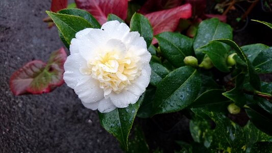 Camellia brushfield yellow