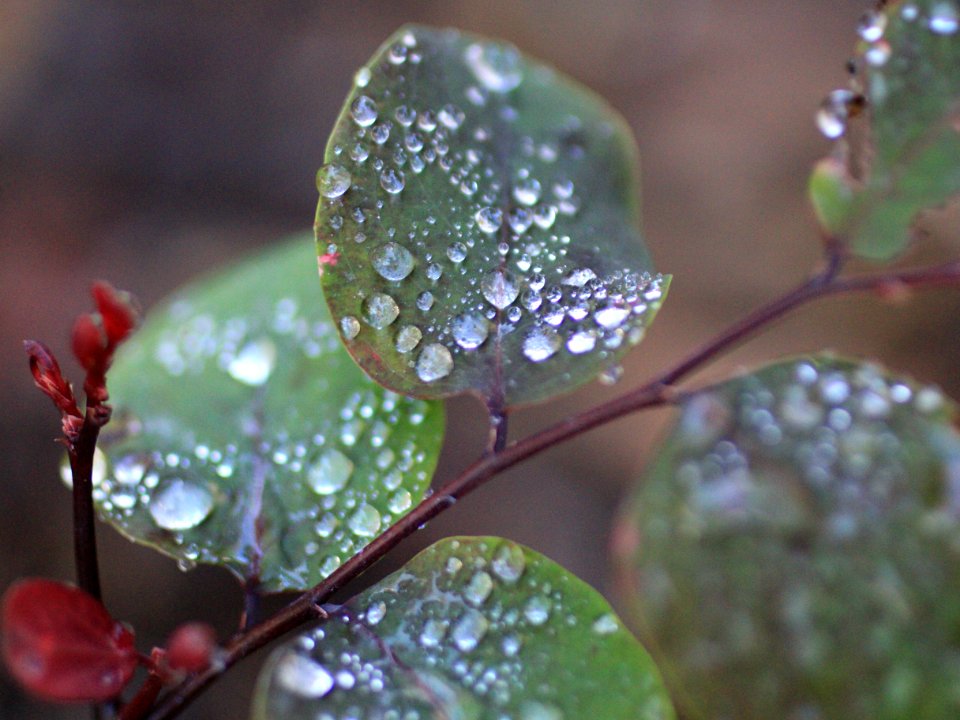Florida, United states, Leaf