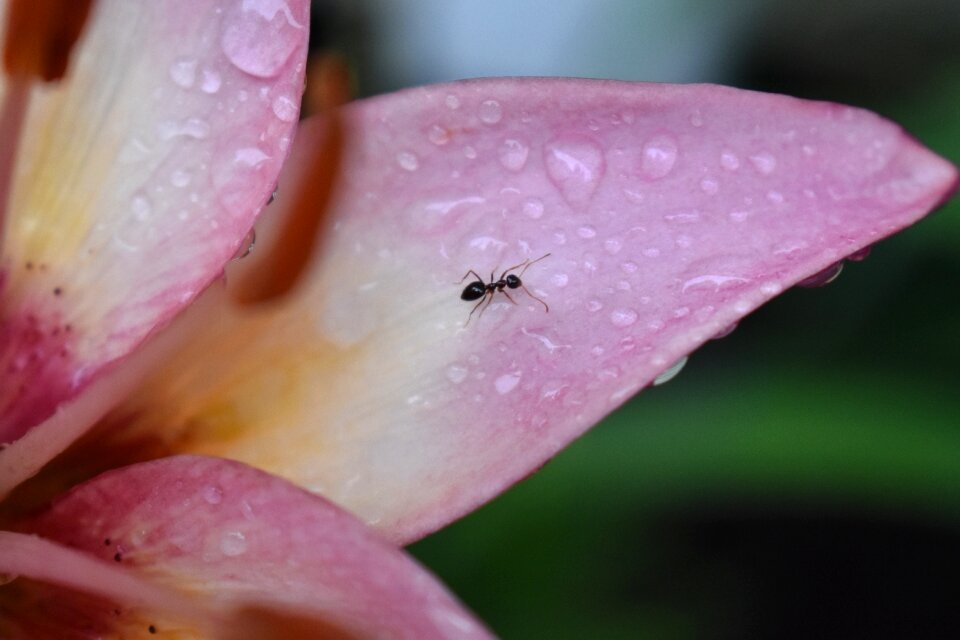 Flower nature lily