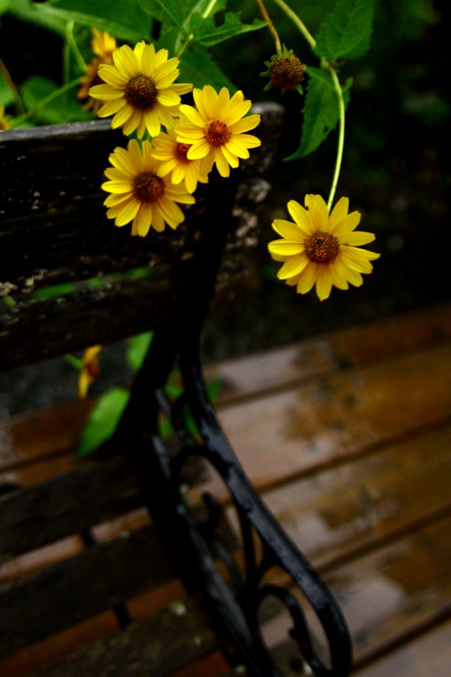 Flower, Nature, Closeup
