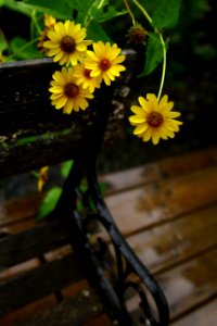 Flower, Nature, Closeup