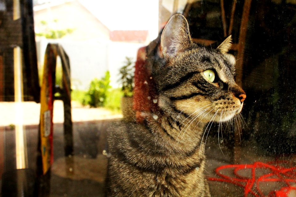 Feline, Pet, Glass