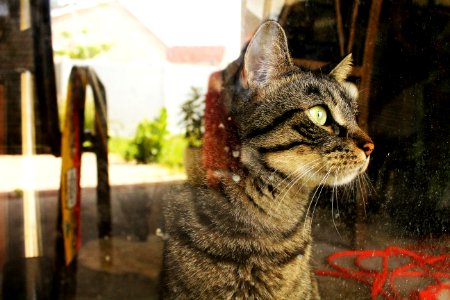 Feline, Pet, Glass
