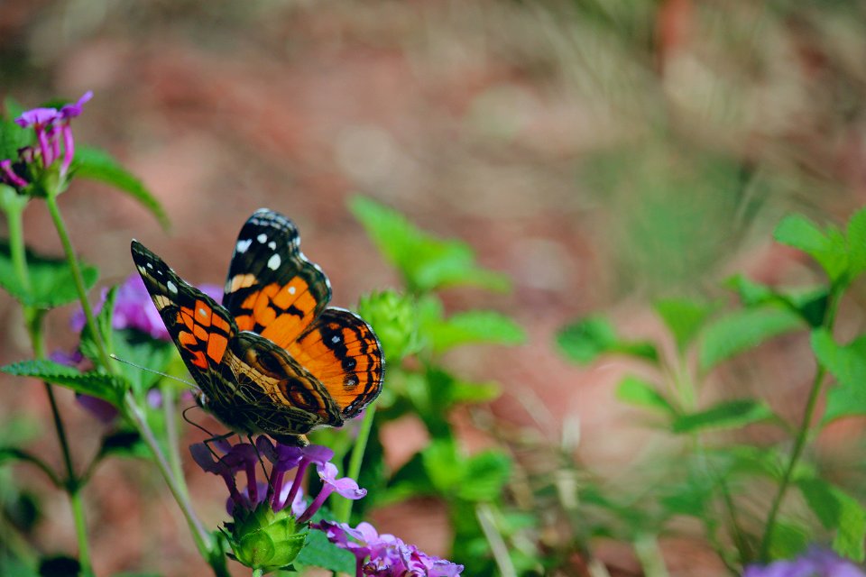 Crystal river, United states, Mariposa