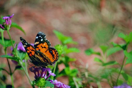 Crystal river, United states, Mariposa photo