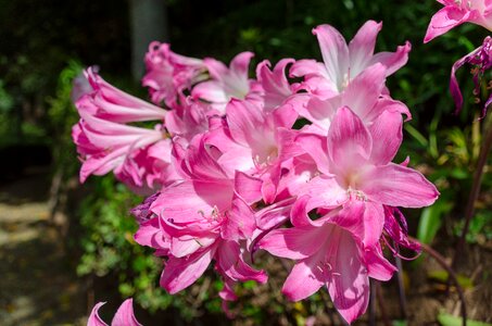 Garden funchal madeira photo