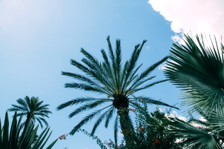 Morocco, Jardin majorelle, Marrakesh photo