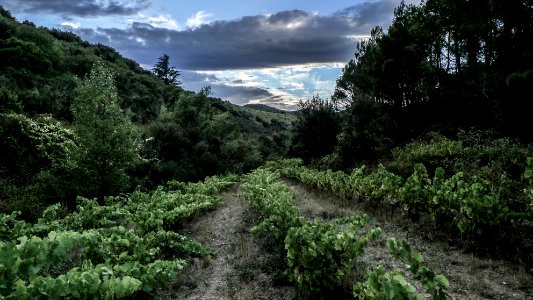 Fitou, France, Wineyard