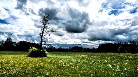 Summer, Clouds, Tree